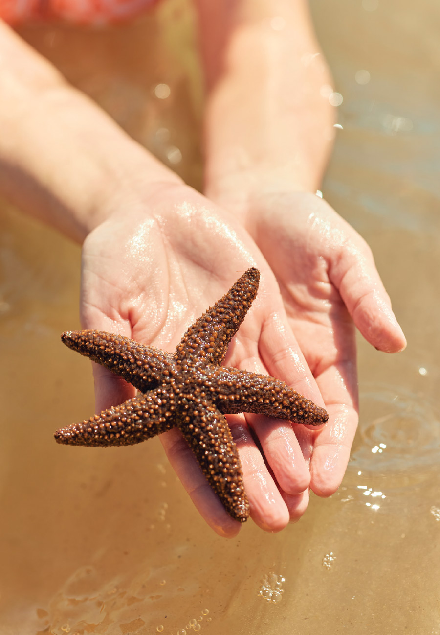 A seastar.