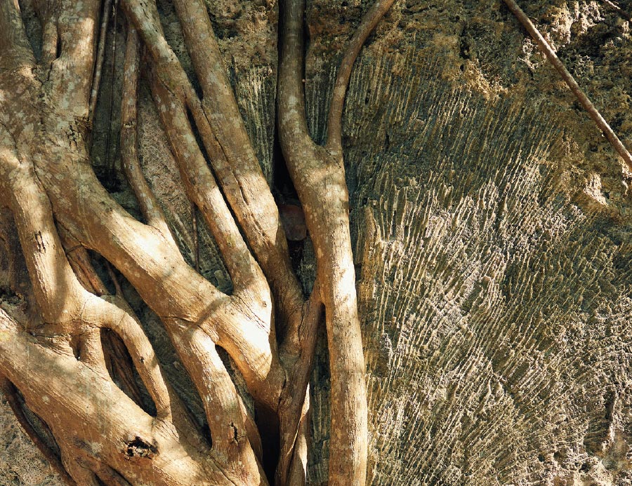 Tree roots and ancient coral intertwine at Windley Key.
